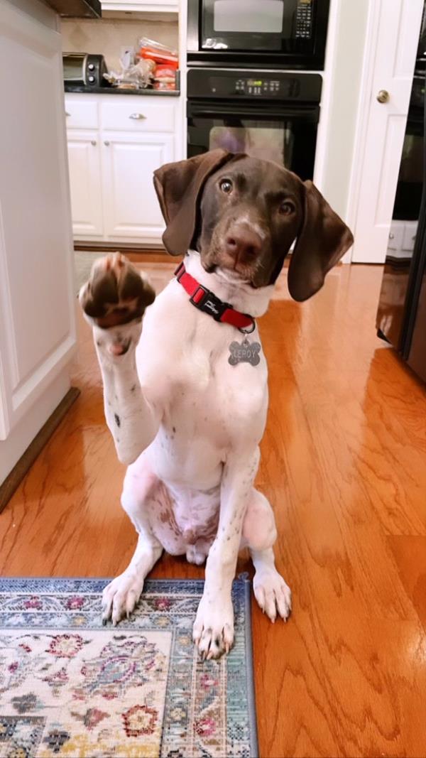 /images/uploads/southeast german shorthaired pointer rescue/segspcalendarcontest2021/entries/21870thumb.jpg